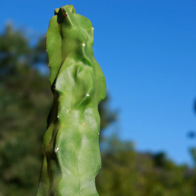 Lophocereus schotti "mieckleyanus"(Skinny)