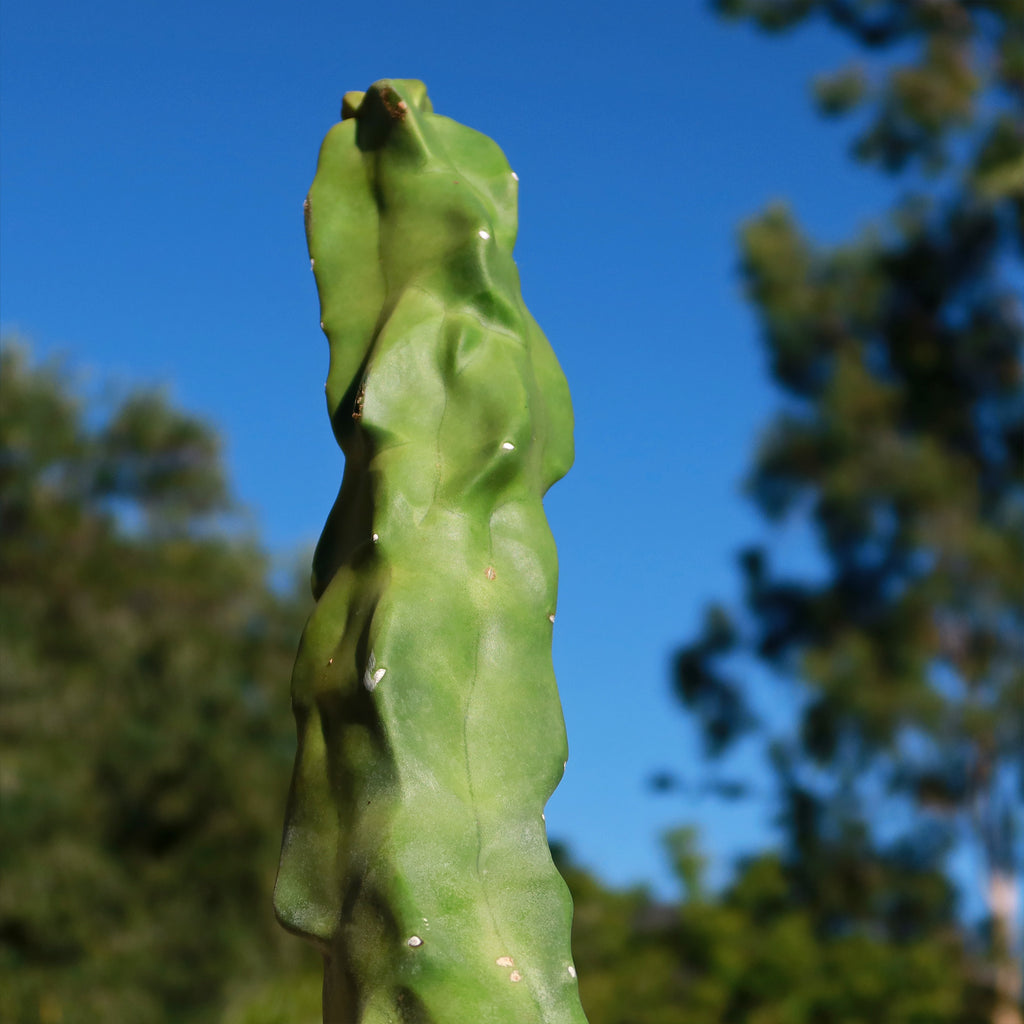 Lophocereus schottii "mieckleyanus"(Skinny)