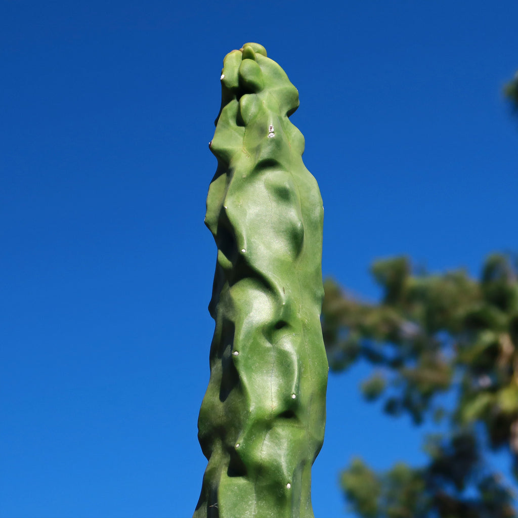 Lophocereus schottii "mieckleyanus"(Skinny)