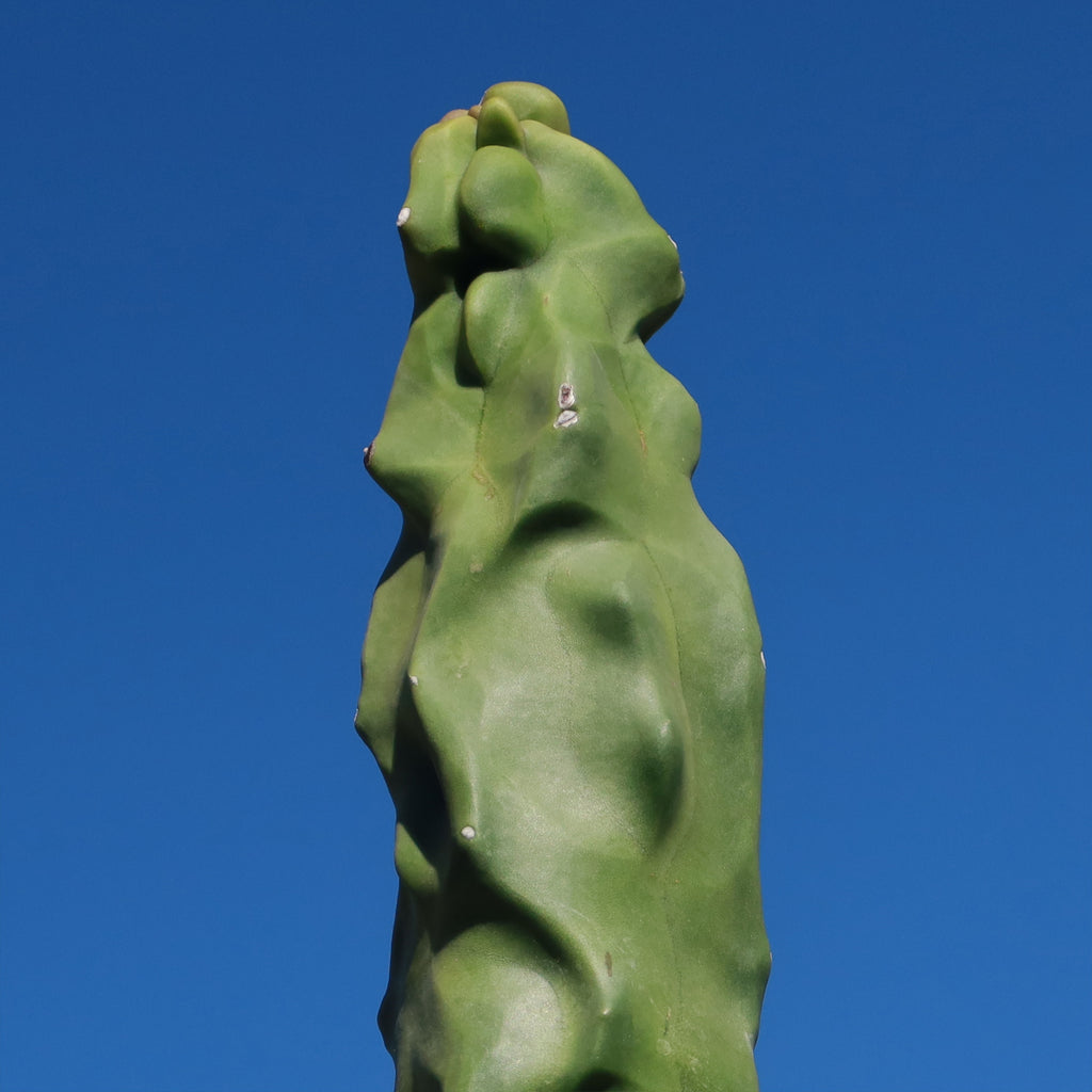 Lophocereus schottii "mieckleyanus"(Skinny)