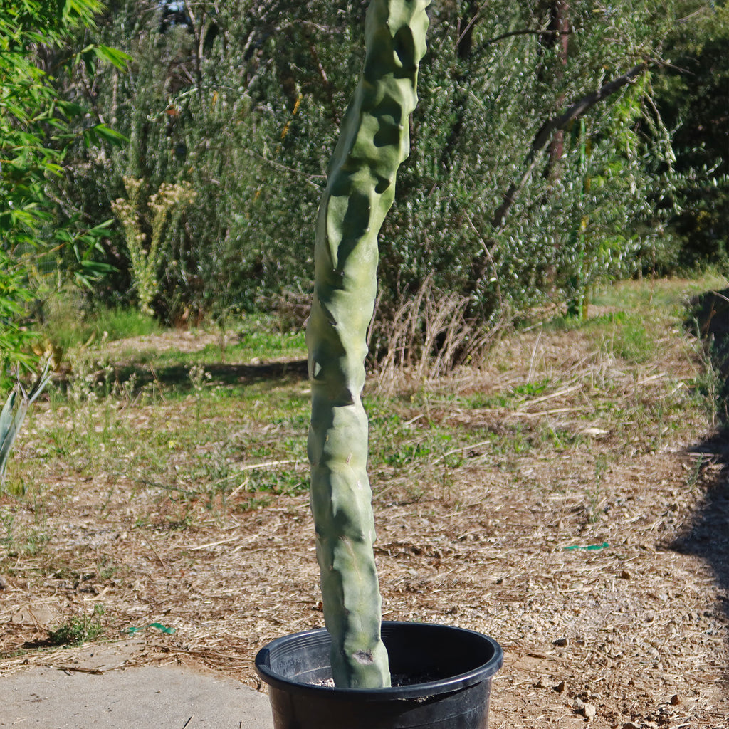 Lophocereus schottii "mieckleyanus"(Skinny)