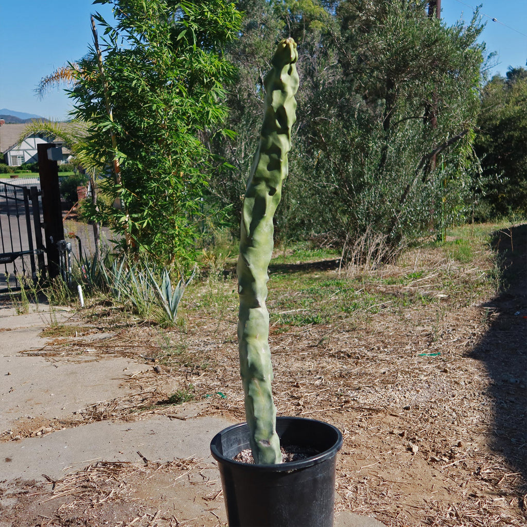 Lophocereus schottii "mieckleyanus"(Skinny)