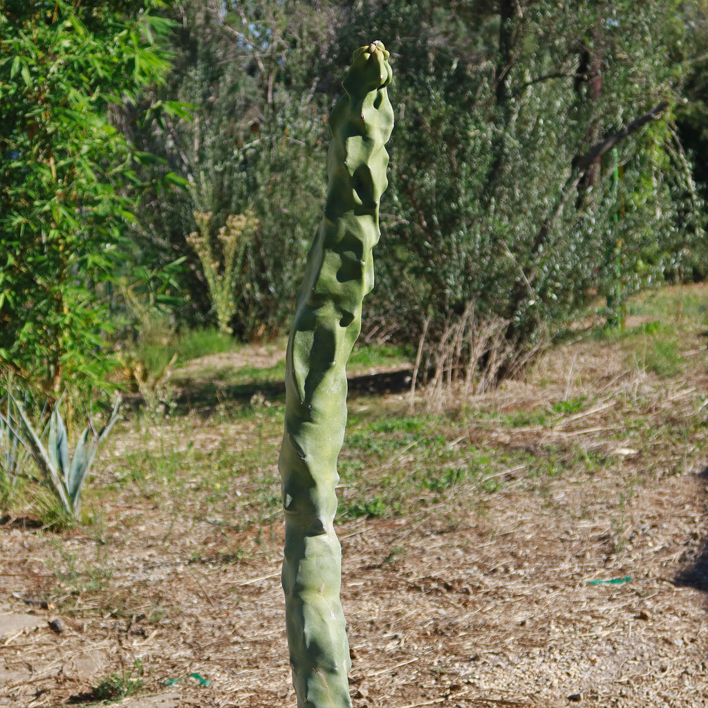 Lophocereus schottii "mieckleyanus"(Skinny)