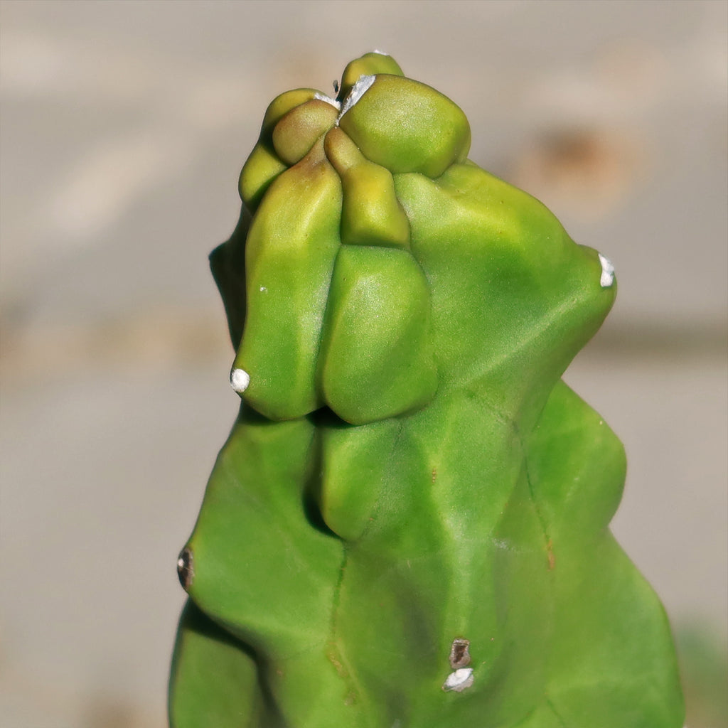 Lophocereus schottii "mieckleyanus"(Skinny)