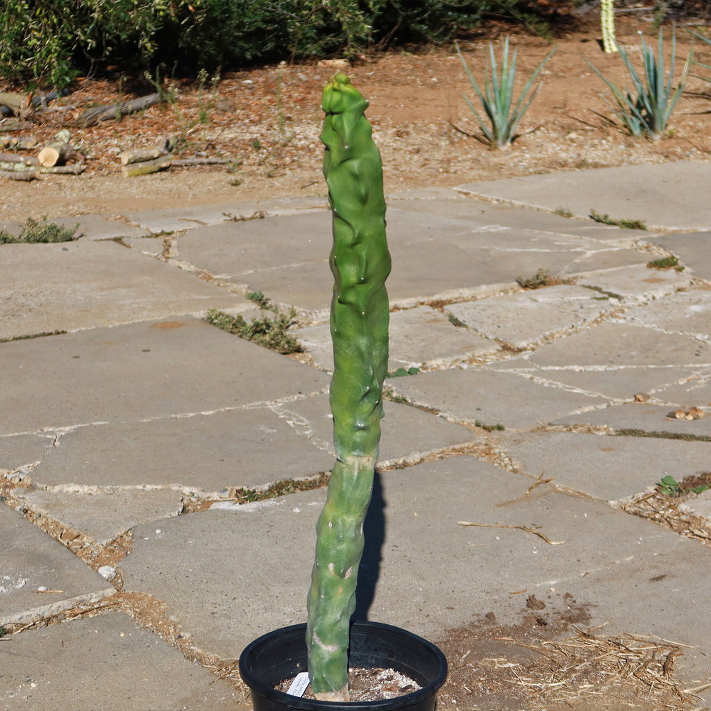 Lophocereus schottii "mieckleyanus"(Skinny)