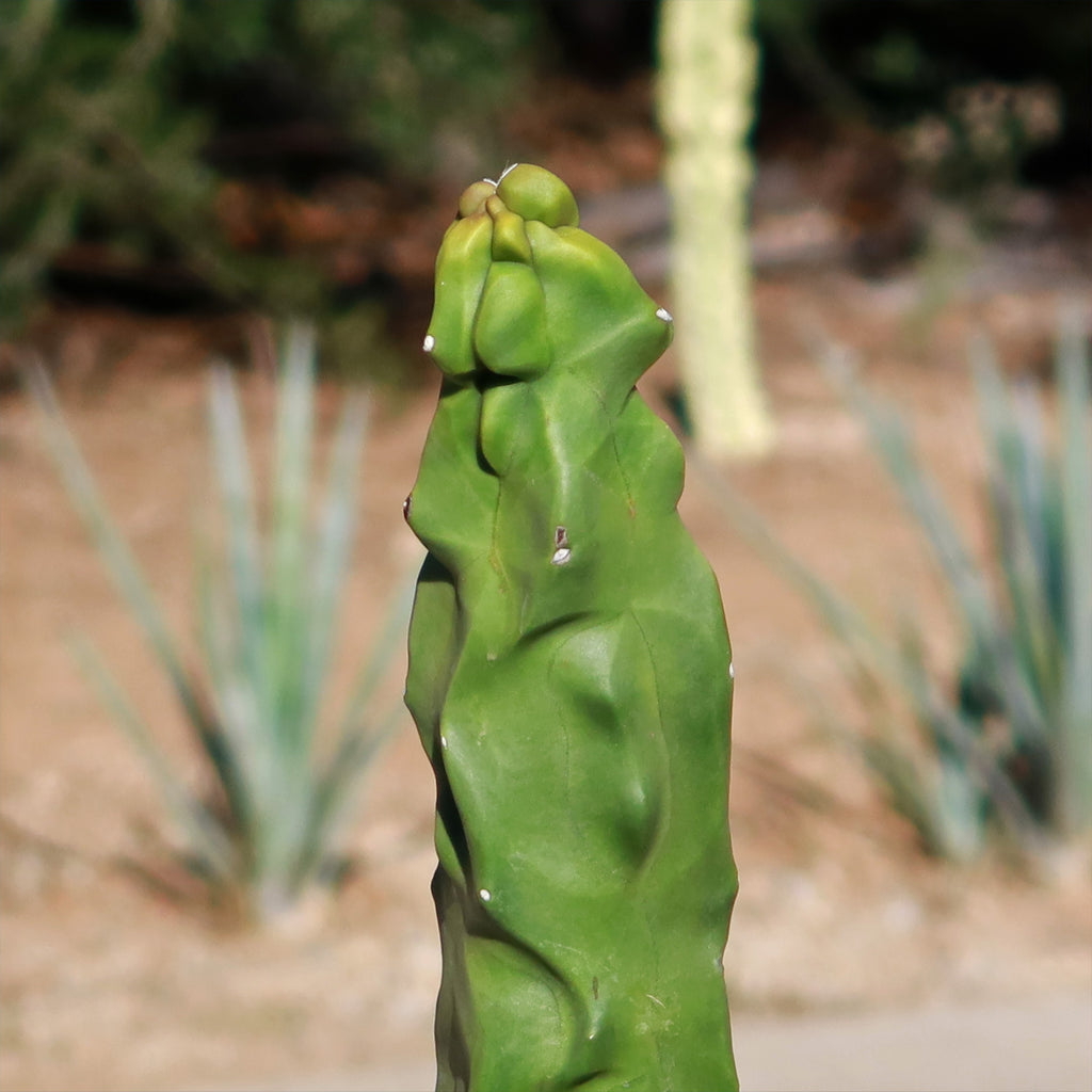 Lophocereus schottii "mieckleyanus"(Skinny)