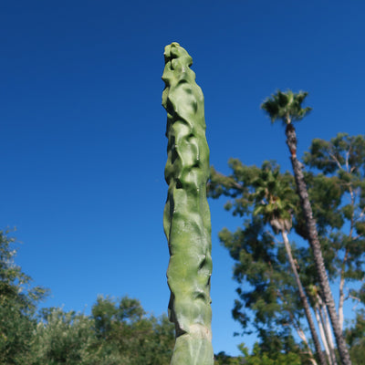 Lophocereus schotti "mieckleyanus"(Skinny)