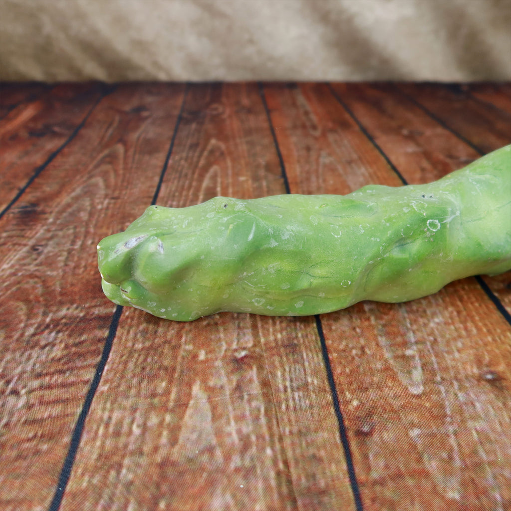 Lophocereus schottii mieckleyanus cuttings