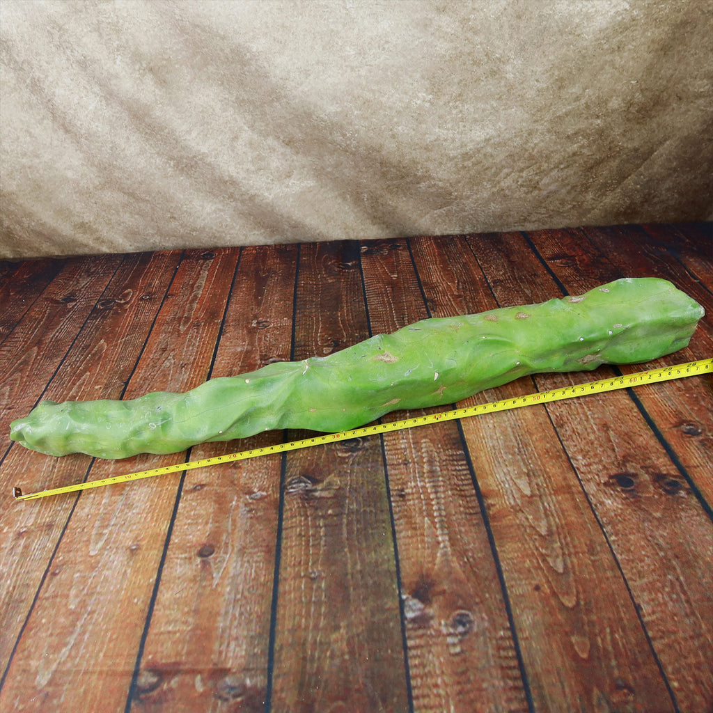 Lophocereus schottii mieckleyanus cuttings