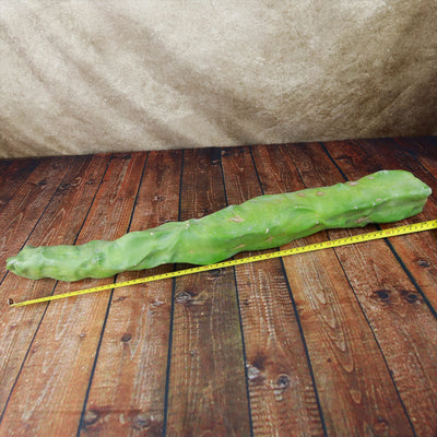 Lophocereus schottii mieckleyanus cuttings