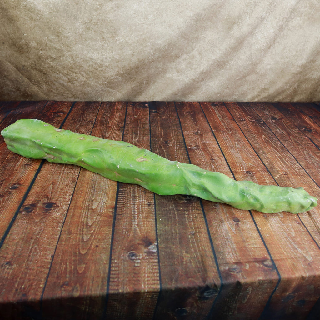 Lophocereus schottii mieckleyanus cuttings