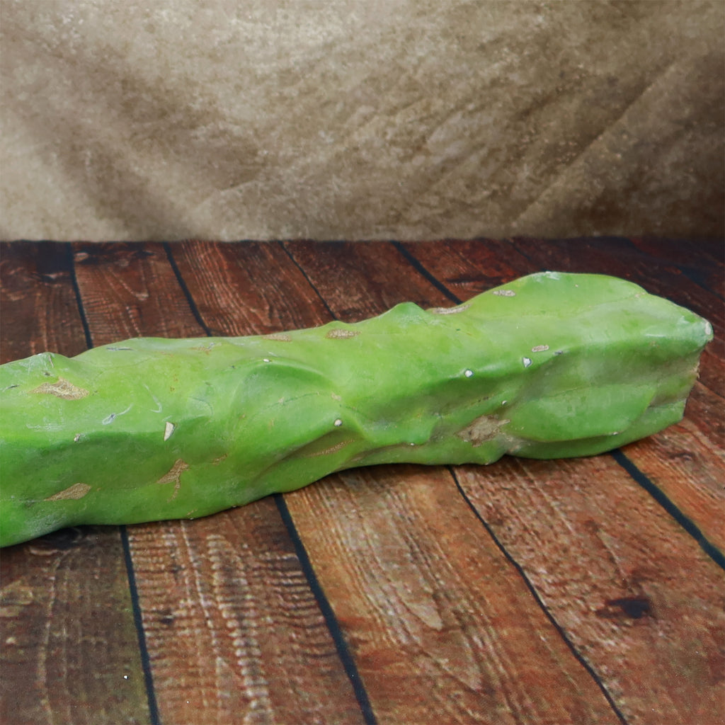 Lophocereus schottii mieckleyanus cuttings