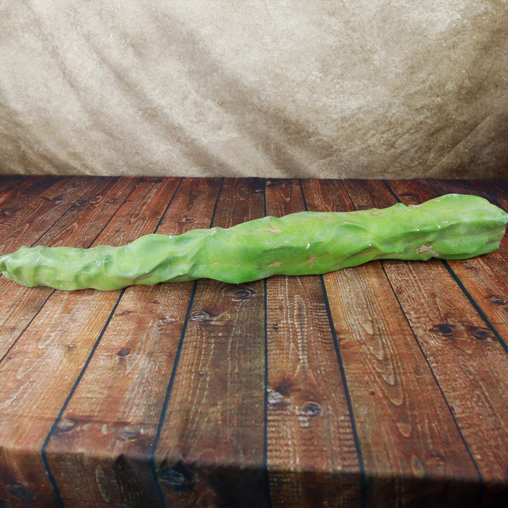 Lophocereus schottii mieckleyanus cuttings