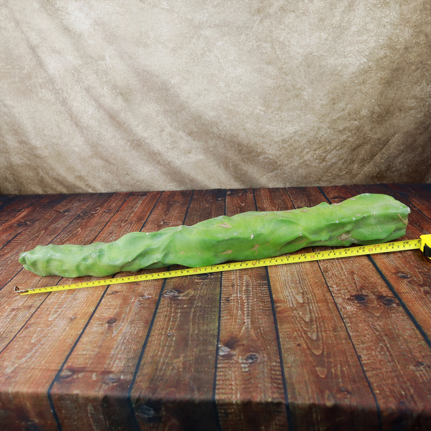 Lophocereus schottii mieckleyanus cuttings