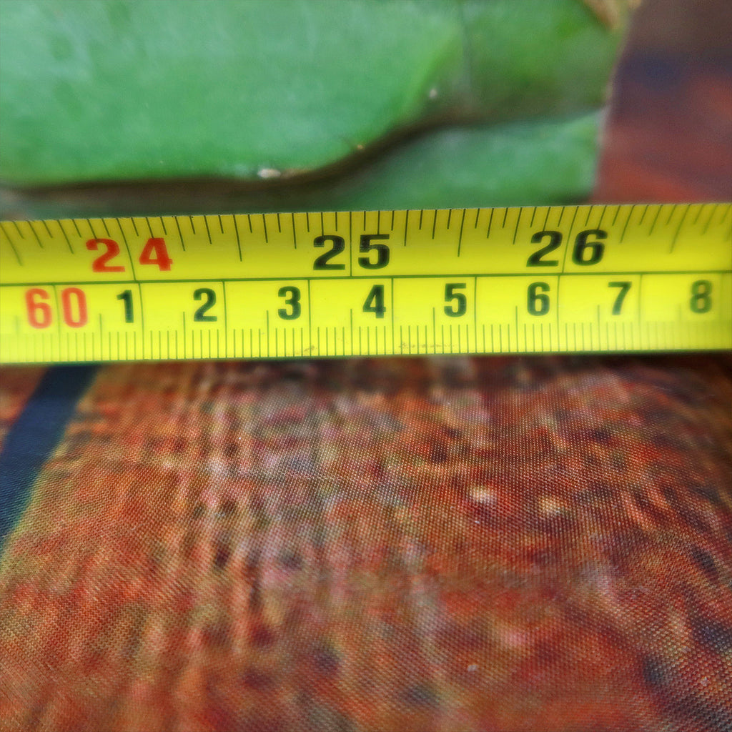 Lophocereus schottii mieckleyanus cuttings