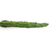 Lophocereus schottii mieckleyanus cuttings