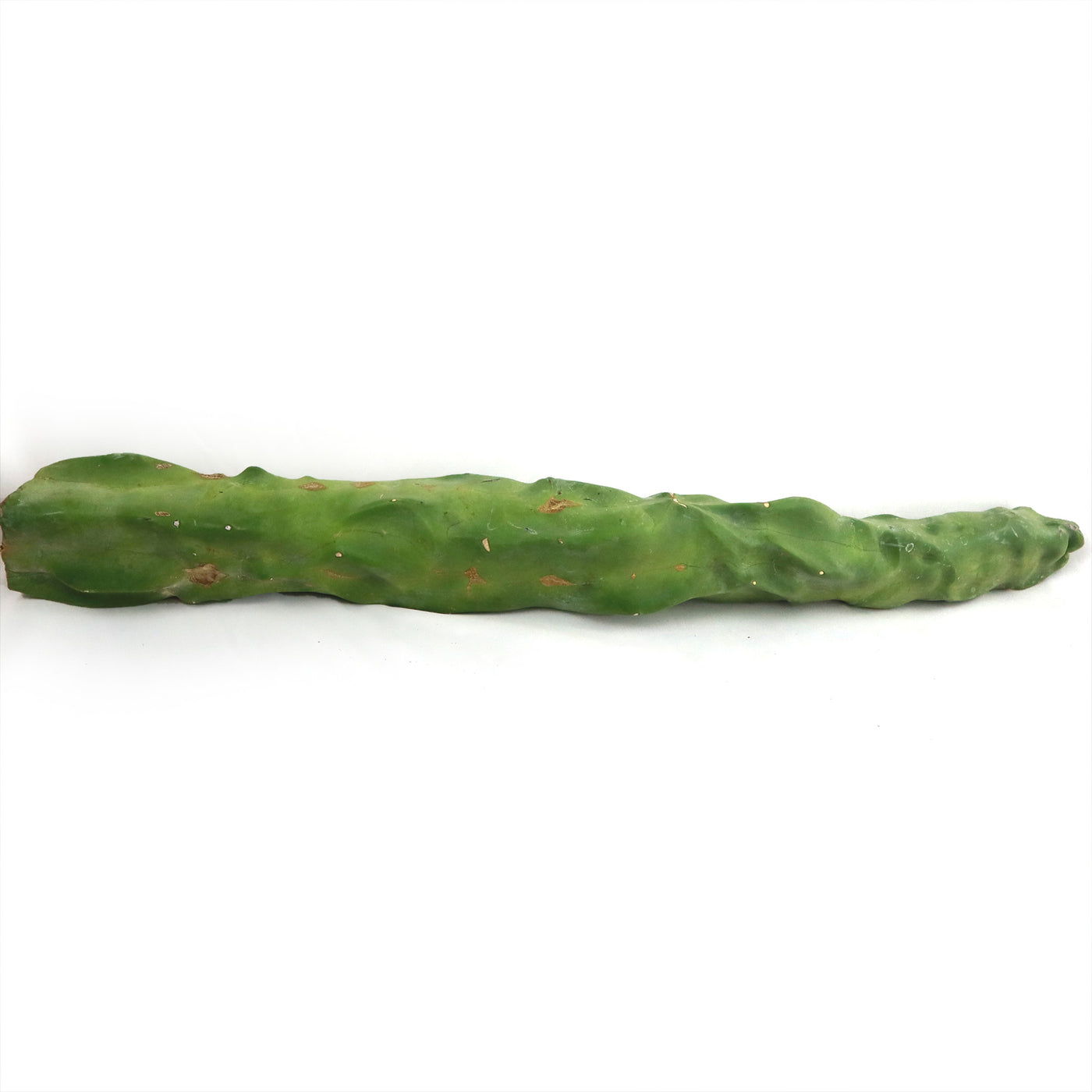 Lophocereus schottii mieckleyanus cuttings