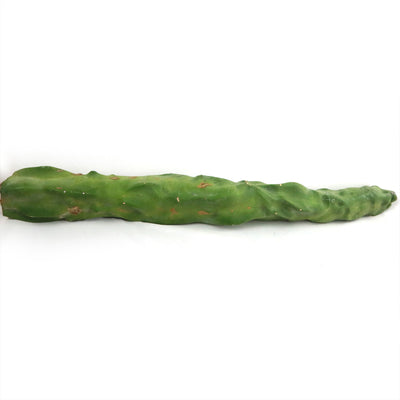 Lophocereus schottii mieckleyanus cuttings