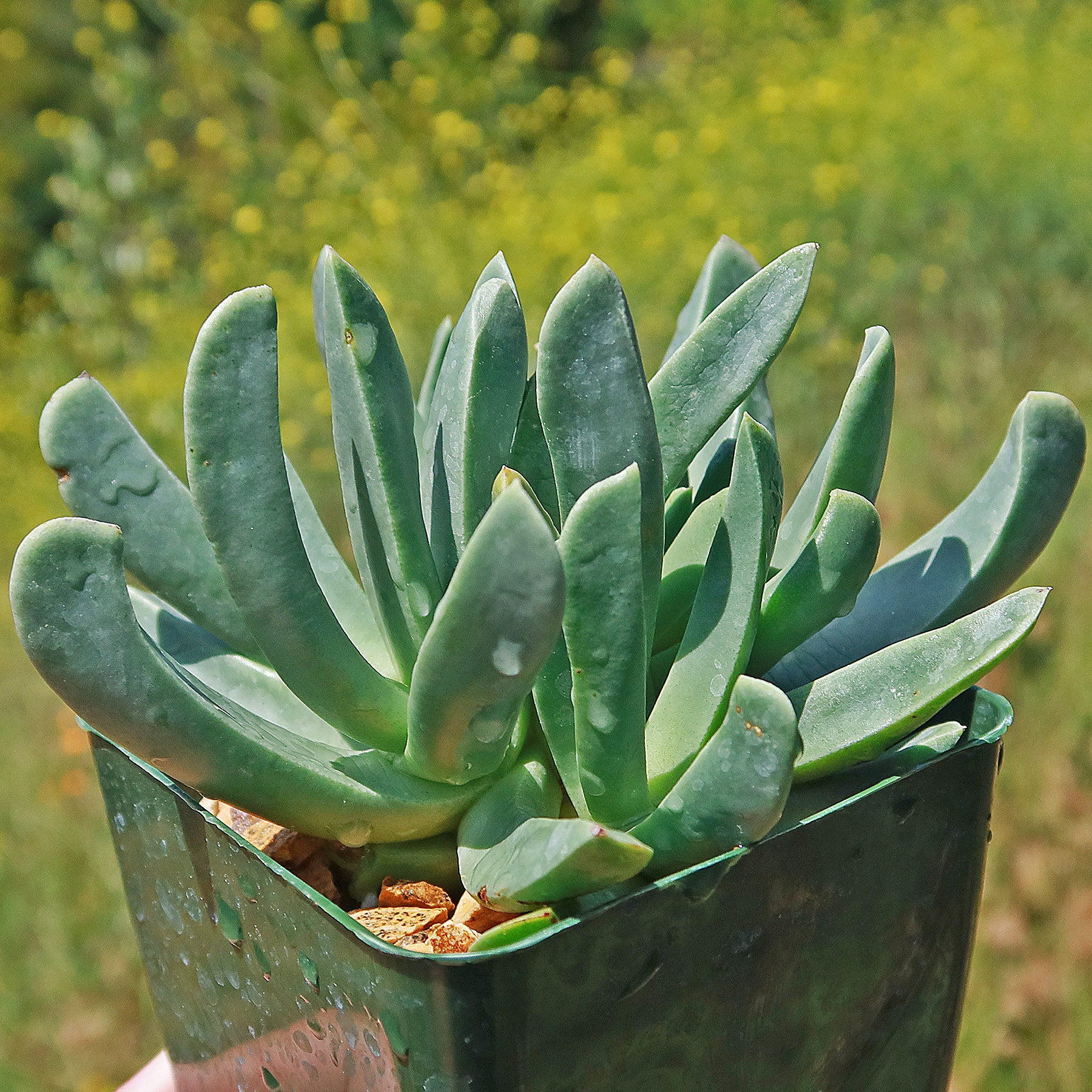 Mimicry Plant - Machairophyllum latifolium