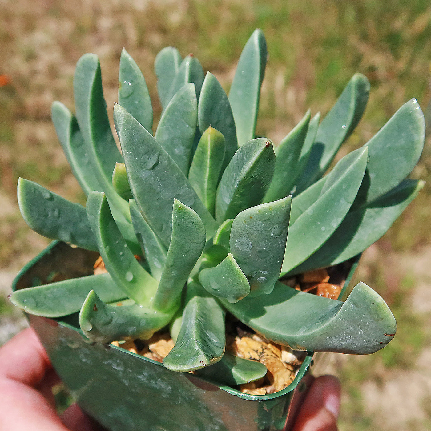 mimicry plant succulent Mimicry Plant 'Machairophyllum latifolium' Info