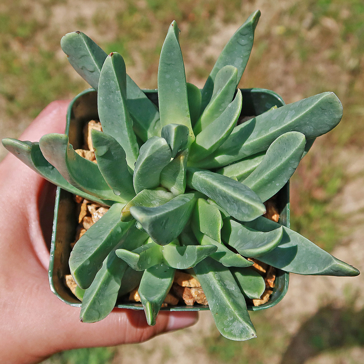 mimicry succulent Mimicry Plant 'Machairophyllum latifolium' Info