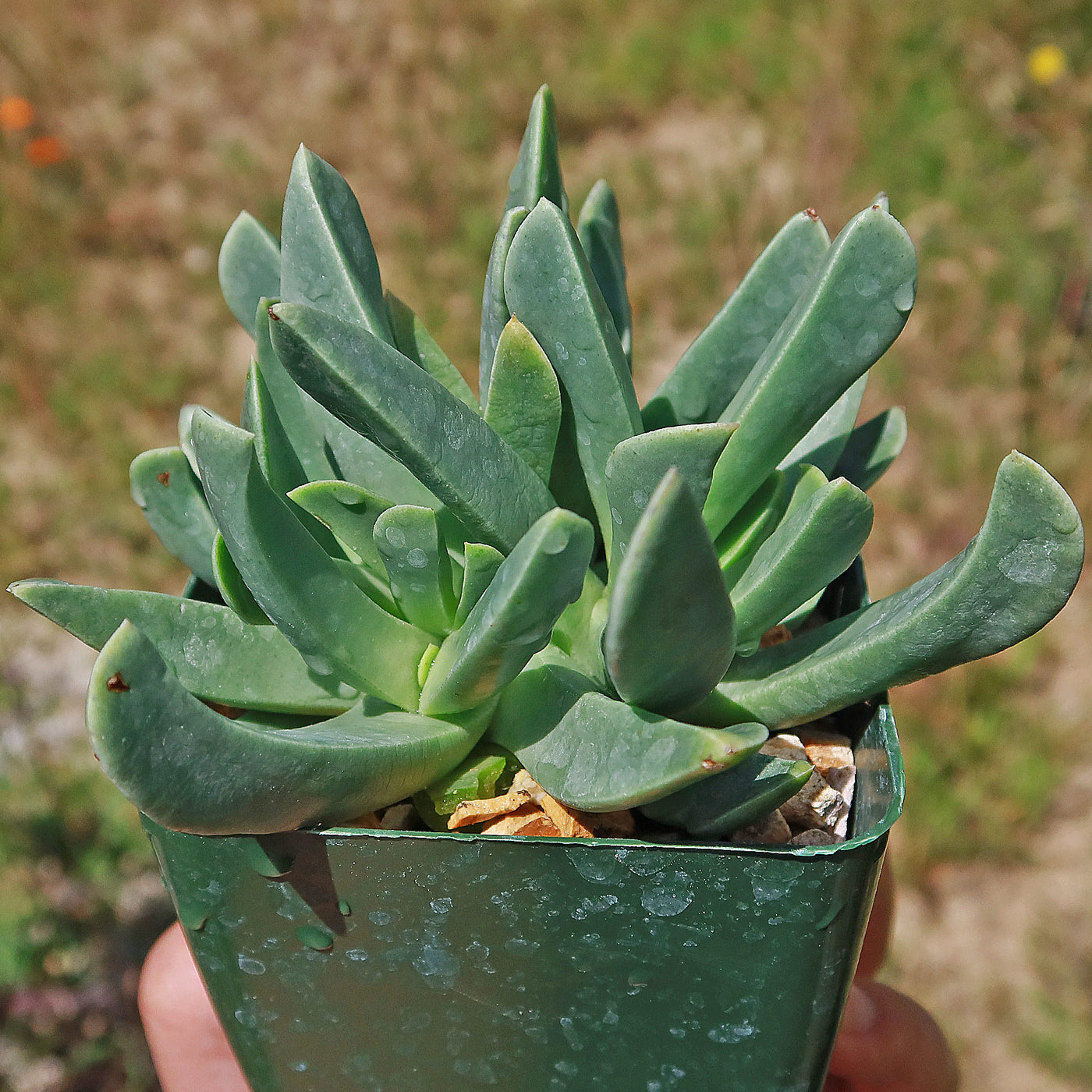 mimicry succulent Mimicry Plant 'Machairophyllum latifolium' Info
