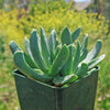 Mimicry Plant - Machairophyllum latifolium