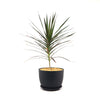 Madagascar Dragon Tree - Dracaena marginata ‘Magenta’
