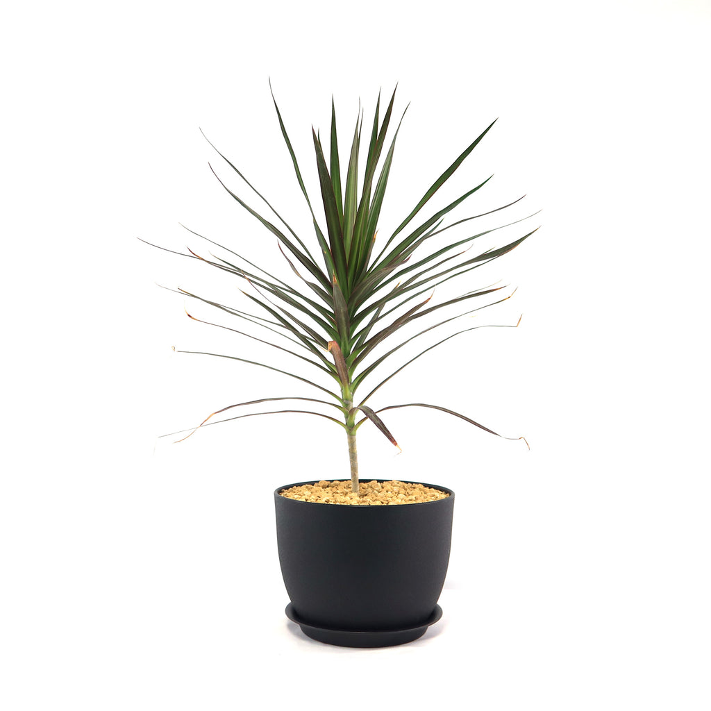 Potted indoor plant with glossy green leaves beside a small Buddha statue