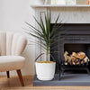 Madagascar Dragon Tree - Dracaena marginata ‘Magenta’
