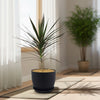 Madagascar Dragon Tree - Dracaena marginata ‘Magenta’
