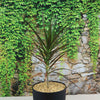 Madagascar Dragon Tree - Dracaena marginata ‘Magenta’