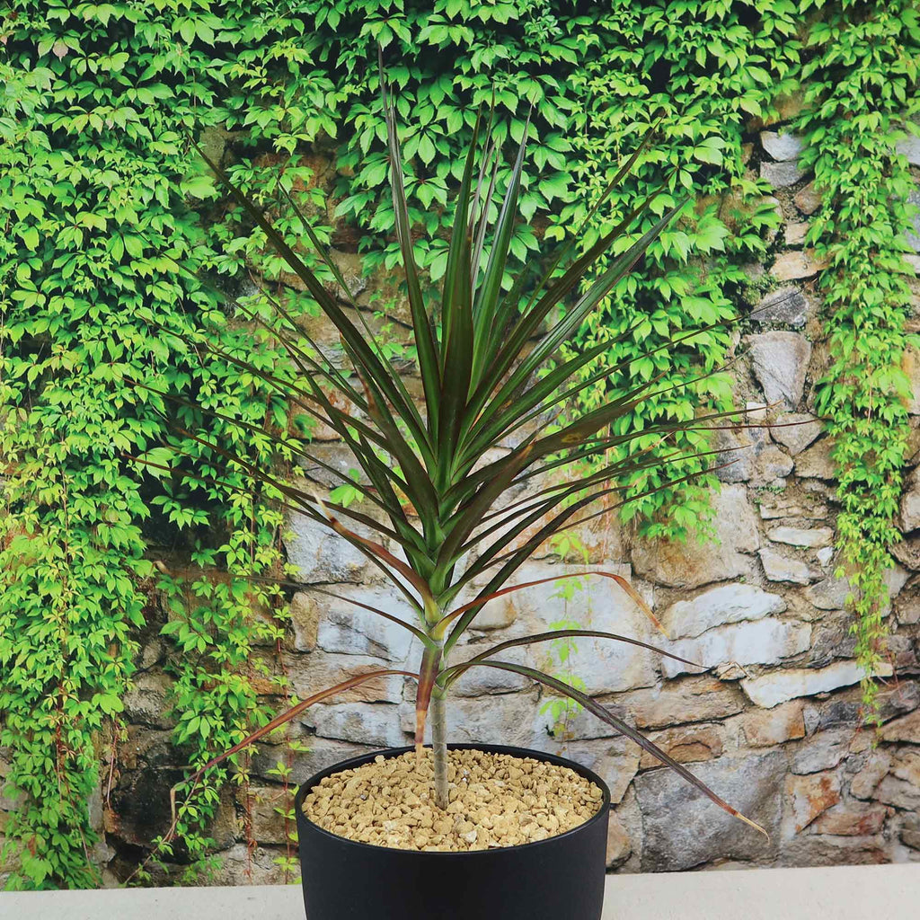 Potted indoor plant with glossy green leaves beside a small Buddha statue