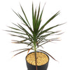 Madagascar Dragon Tree - Dracaena marginata ‘Magenta’