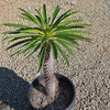 Madagascar Palm Plant - Pachypodium lamerei