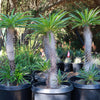 Madagascar Palm Plant - Pachypodium lamerei