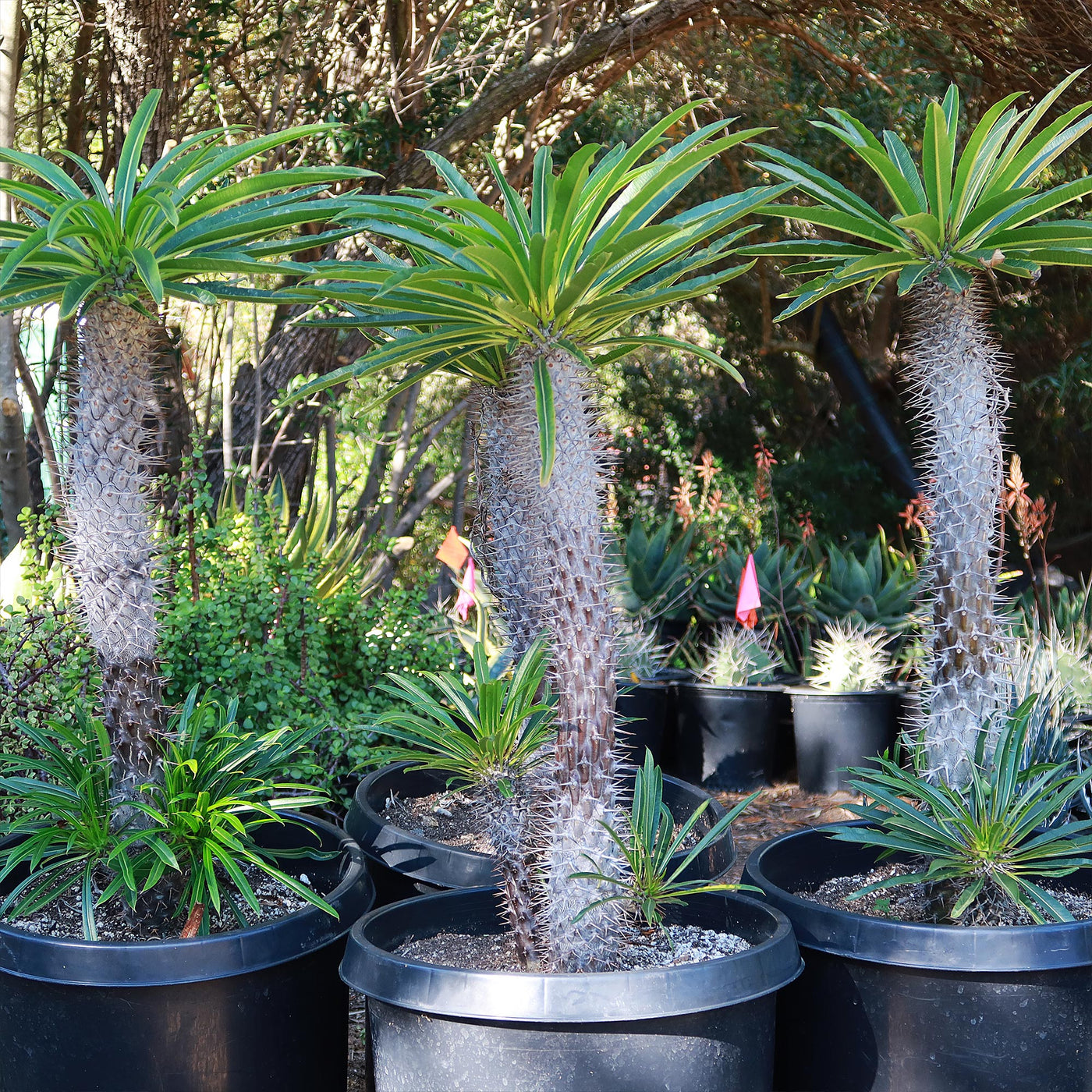 madagascar house plants Shop 'Madagascar Palm - Pachypodium lamerei' Care and Info