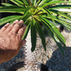 Madagascar Palm Plant - Pachypodium lamerei