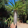 Madagascar Palm Plant - Pachypodium lamerei