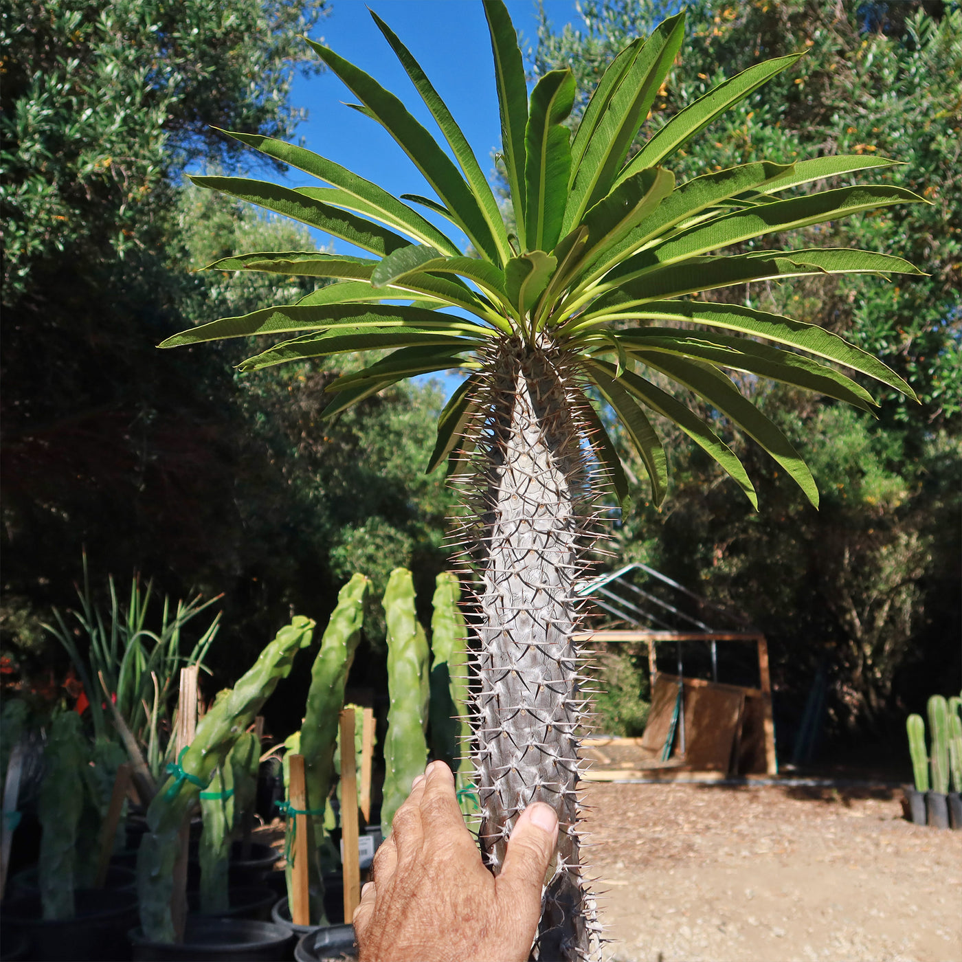 palm tree succulent Shop 'Madagascar Palm - Pachypodium lamerei' Care and Info