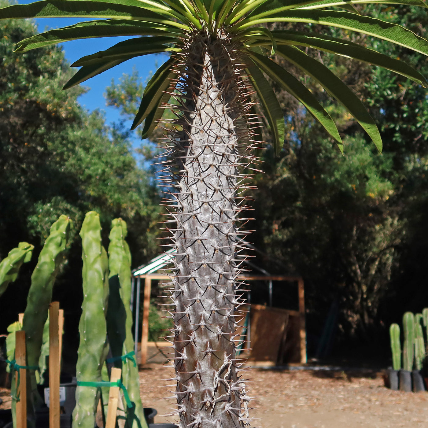 Madagascar Palm Plant - Pachypodium lamerei