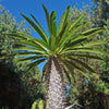 Madagascar Palm Plant - Pachypodium lamerei