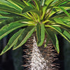 Madagascar Palm Plant - Pachypodium lamerei