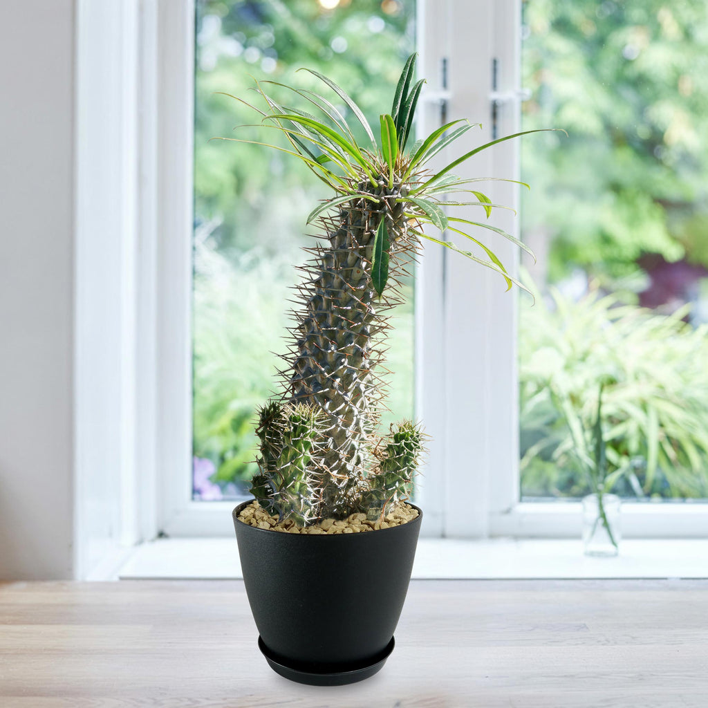 Madagascar Palm Plant - Pachypodium lamerei