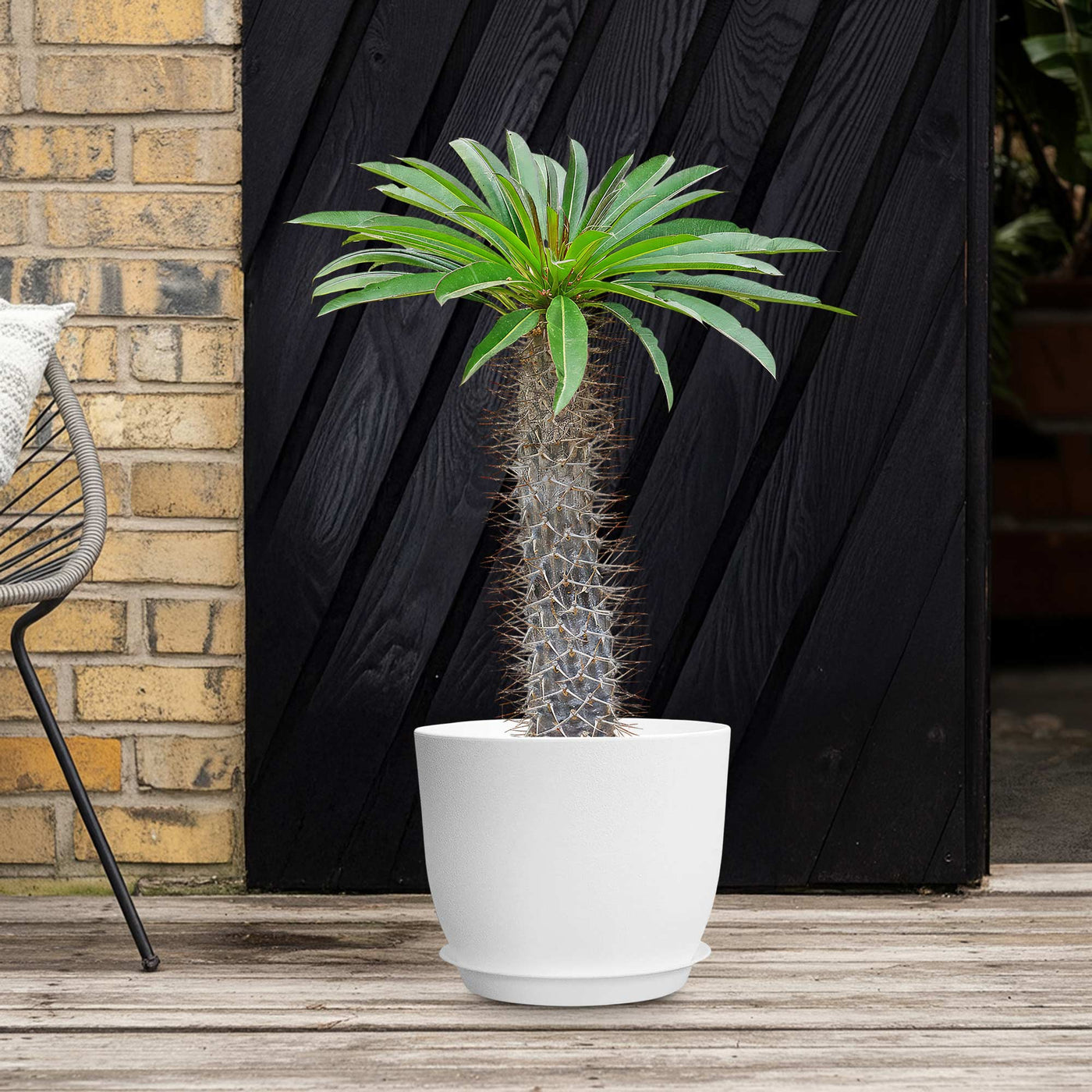 Shop 'Madagascar Palm - Pachypodium lamerei' Care and Info
