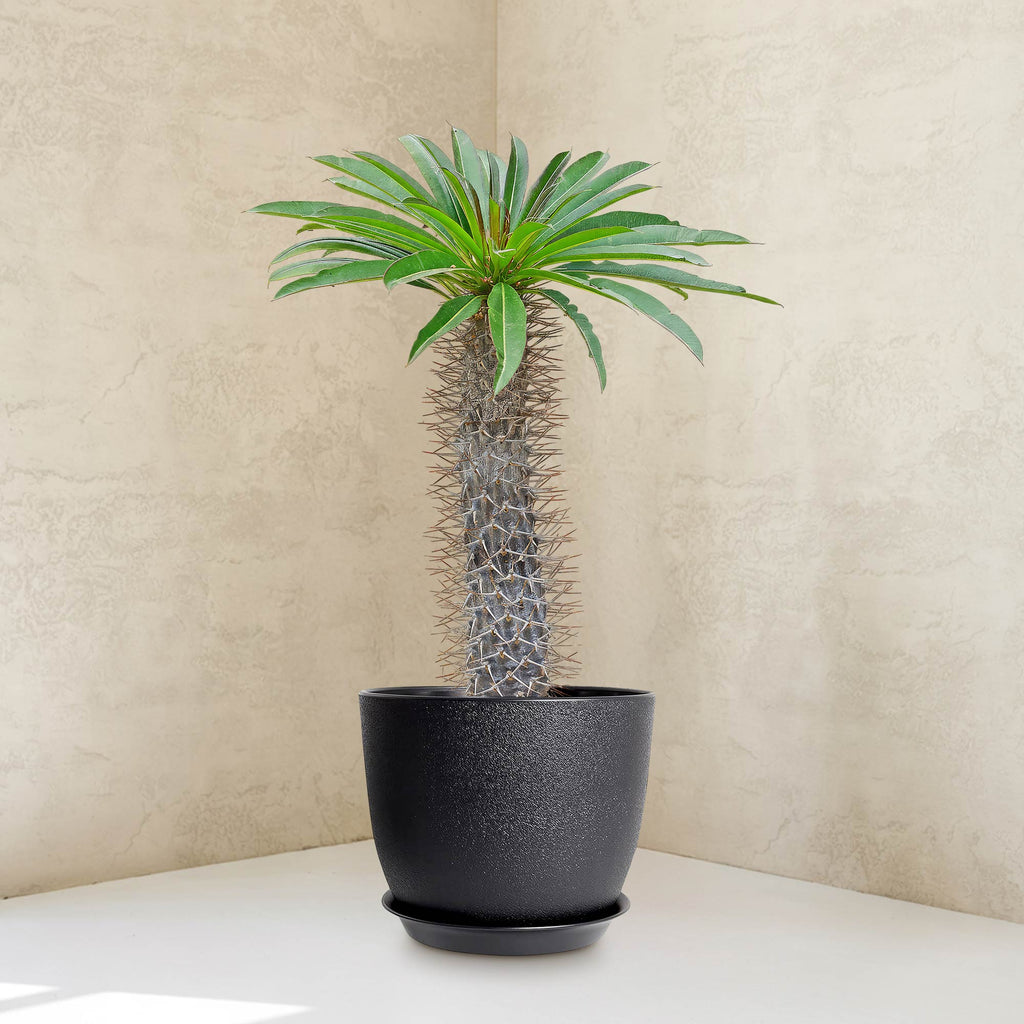 Madagascar Palm Plant - Pachypodium lamerei