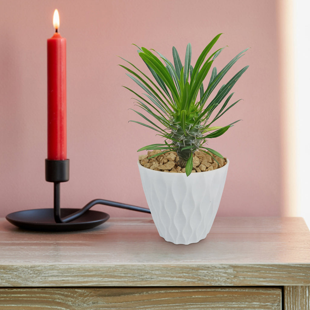 Madagascar Palm Plant - Pachypodium lamerei