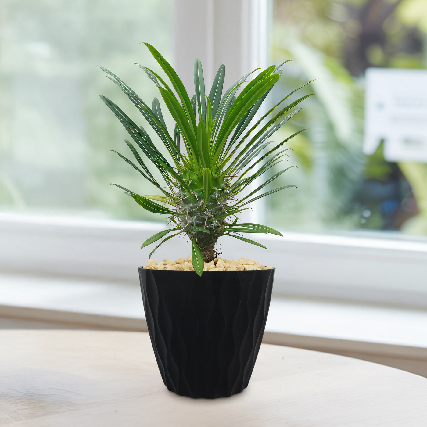 Madagascar Palm Plant