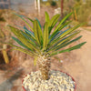 Madagascar Palm Plant - Pachypodium lamerei