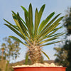 Madagascar Palm Plant - Pachypodium lamerei